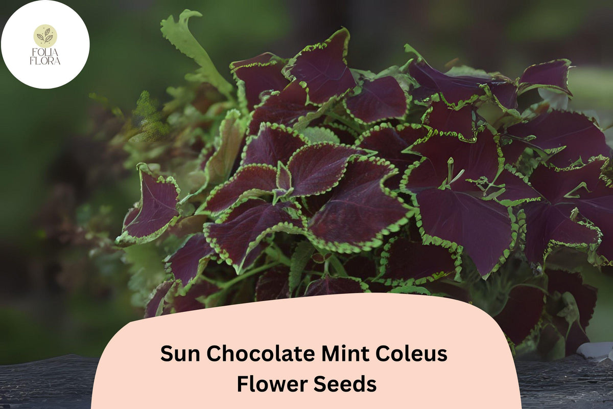 Chocolate Mint Coleus Seeds – 25+ Pack, Plectranthus scutellarioides, Bright Green & Brown Foliage, Sun & Shade Annual Plant