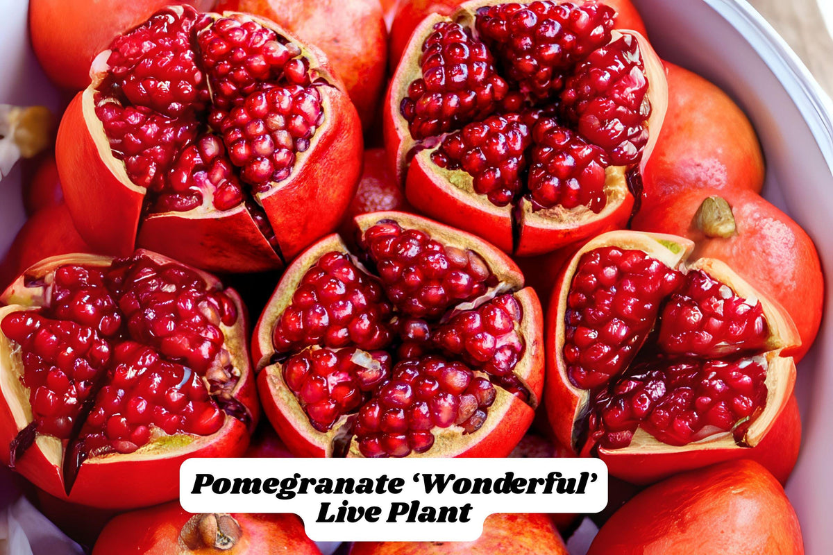 Pomegranate Live Plant – Edible Fruit Tree, Rooted Starter, Punica granatum, Zones 7-11