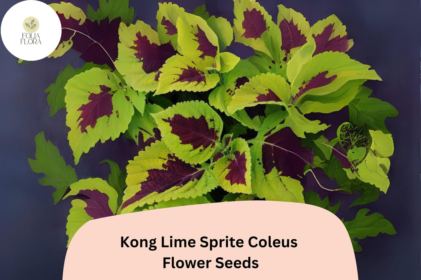 Kong Lime Sprite Coleus Seeds | Lime Green & Red Foliage | Plectranthus scutellarioides | Shade-loving Annual Plant