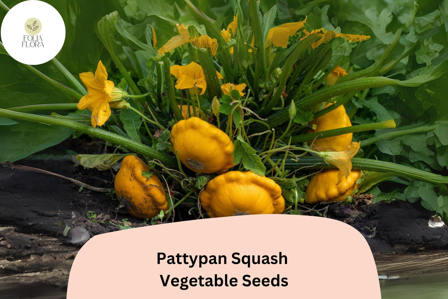 Pattypan Squash Seeds | Heirloom Summer Scallop Variety | Cucurbita pepo, 25+ Fresh Vegetable Seeds