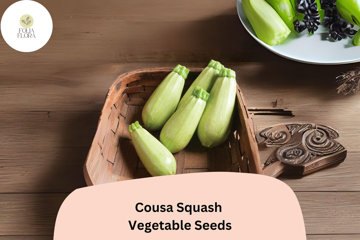 Cousa Squash Seeds | Lebanese Heirloom Vegetable Garden | Cucurbita pepo | 25+ Fresh Seeds