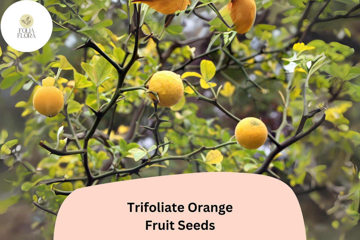 Trifoliate Orange Seeds, Cold Hardy Citrus for Rootstock & Ornamental Hedge, Poncirus trifoliata, 5+ Seeds