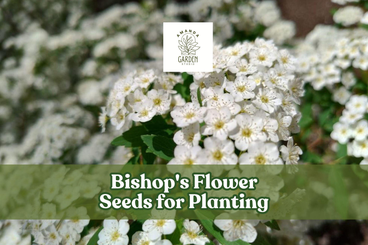 100 Bishop's Flower Seeds – White Ammi majus Annual Wildflower for Borders & Cut Flowers – Pollinator-Friendly, Easy to Grow