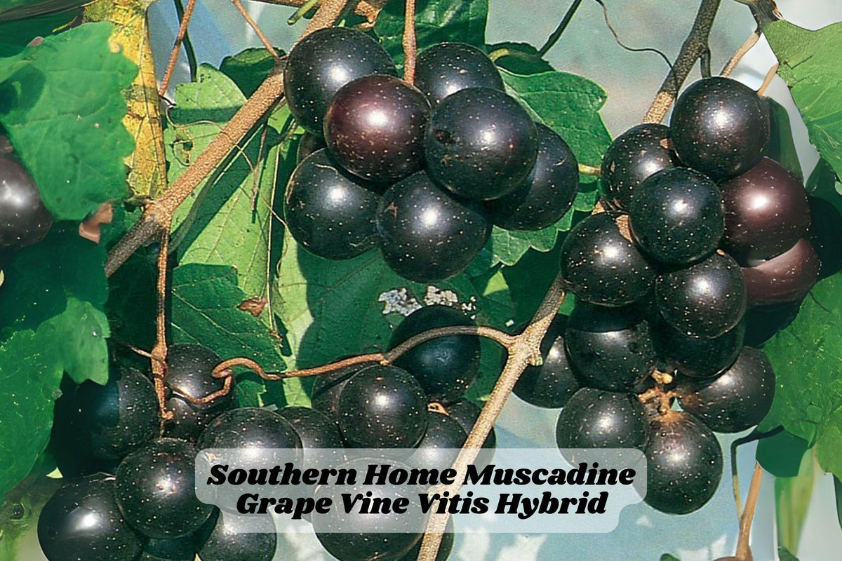 Southern Home Muscadine Hybrid Grape Vine 4-6 Inch Rooted Starter Plant for Garden Trellis or Fence