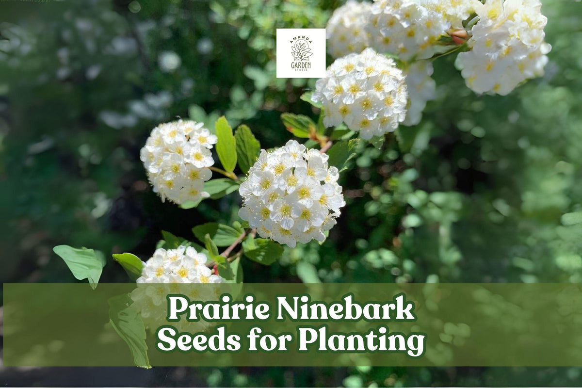Prairie Ninebark Seeds – Physocarpus opulifolius Native Shrub for Landscaping, Erosion Control & Wildlife Gardens