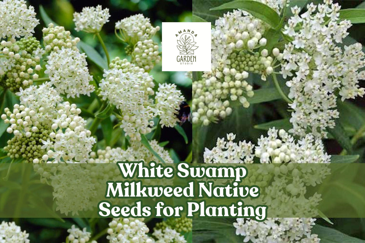 White Swamp Milkweed Seeds – Native Perennial Wildflower for Wetlands & Pollinator Gardens – Asclepias incarnata