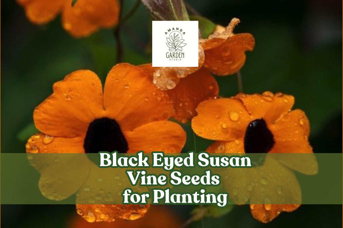 Black Eyed Susan Vine Seeds, Climbing Flower Seeds, Thunbergia alata, Bright Yellow Orange Apricot Blooms, Vertical Garden, Trellis, Fence