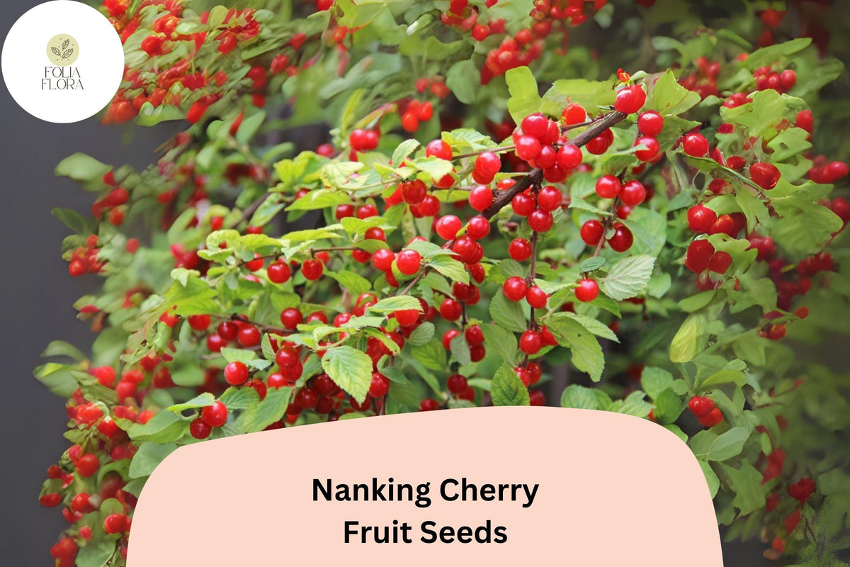 Nanking Cherry Seeds, Prunus tomentosa, Cold Hardy Fruit Shrub, Edible Landscape, Ornamental Bush, Pollinator-Friendly