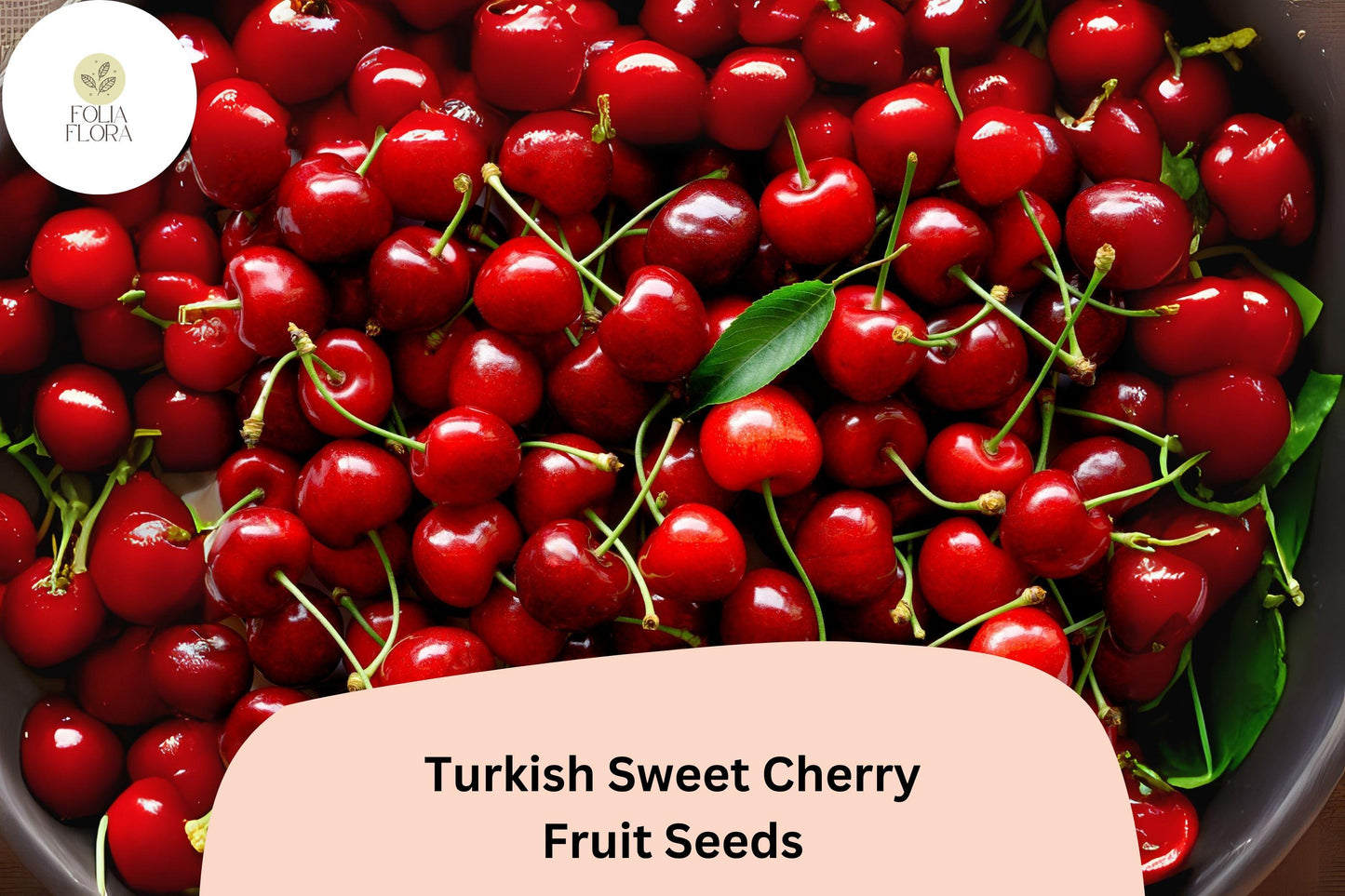 Turkish Sweet Cherry Tree Seeds | Prunus avium Heirloom Fruit Seeds for Outdoor Planting