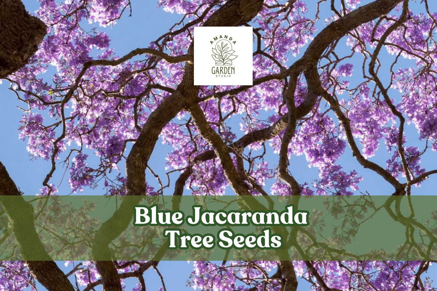 Blue Jacaranda Tree Seeds - Exotic Lavender-Blue Blooms, Ornamental Flowering Tree, Jacaranda mimosifolia, Garden, Landscape, 25 Pack