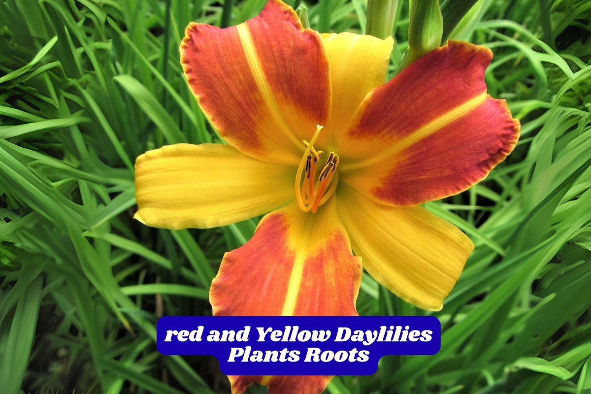 Red and Yellow Daylily Starter Plant, Bare Root, Hardy Perennial, Hemerocallis fulva, 5-8 Inches