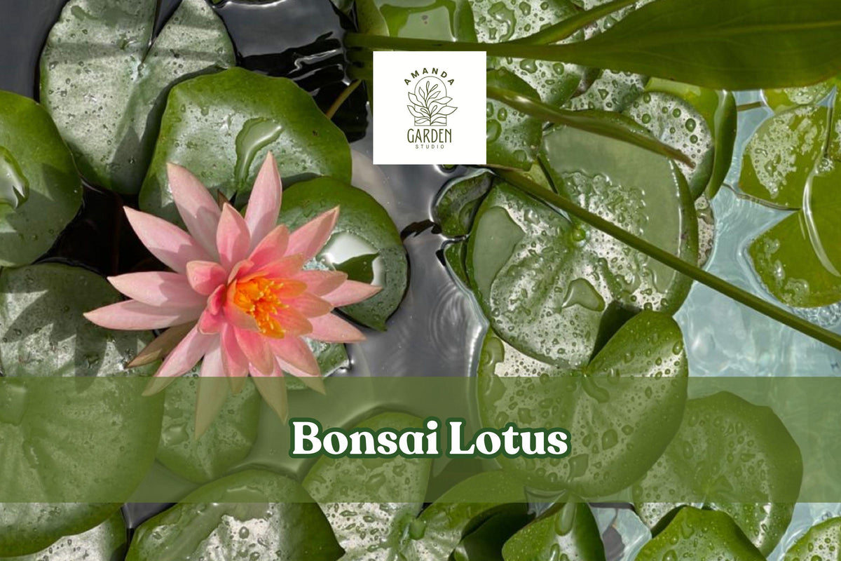 Miniature Bonsai Lotus Seeds – Nelumbo nucifera for Small Water Gardens, Ponds & Containers