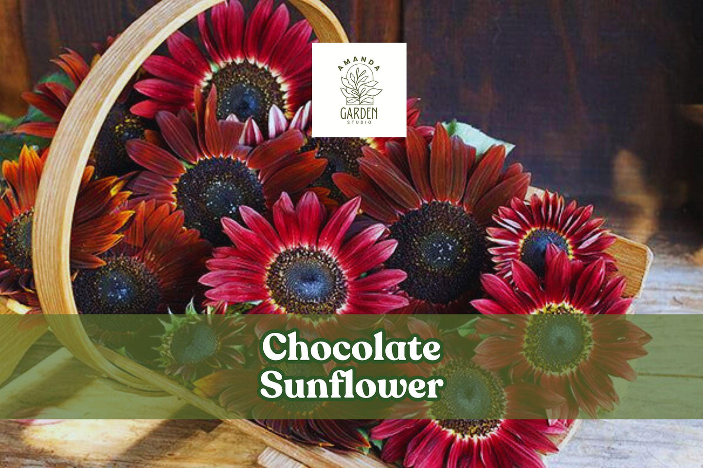 Chocolate Sunflower Seeds – Helianthus annuus, Dark Red Burgundy Blooms, Pollinator Attracting, Full Sun, 100 Seeds