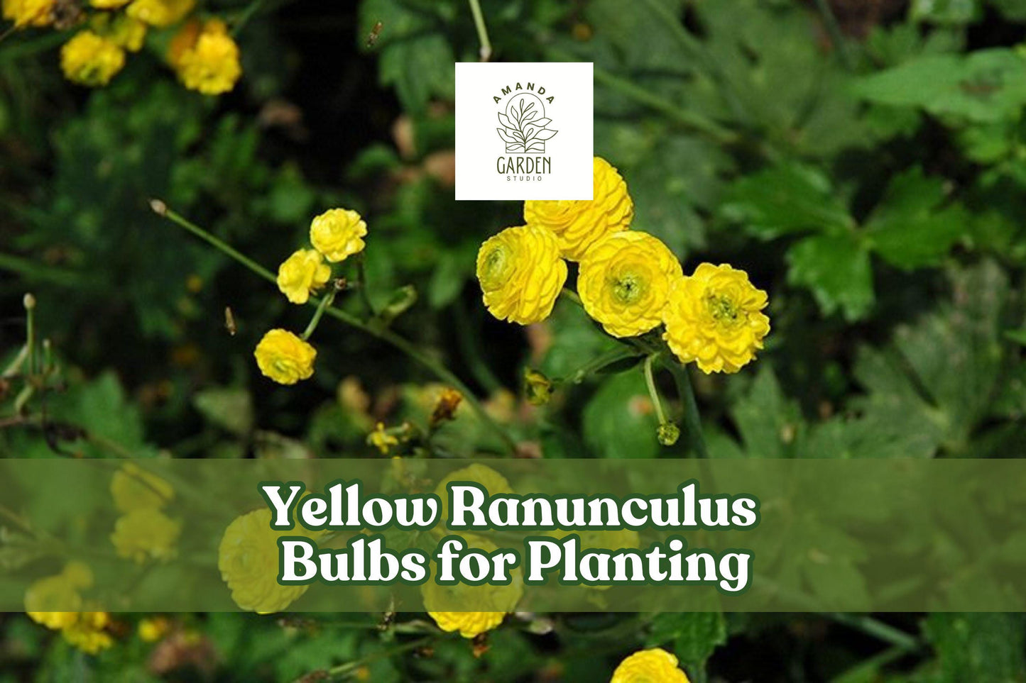 Yellow Ranunculus Bulbs – Bright Spring Blooms for Pots & Bouquets – Ranunculus asiaticus, Full Double Yellow Flowers