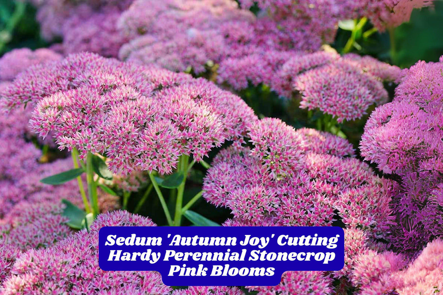 Autumn Joy Sedum Cutting 6 Inches, Live Perennial for Garden, Ground Cover, Pink Flowers, Stonecrop Propagation