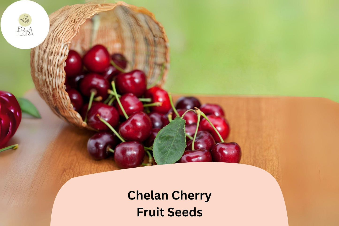 Chelan Cherry Seeds | Fruit Tree Seeds for Early Season Sweet Cherries | Prunus avium ‘Chelan’