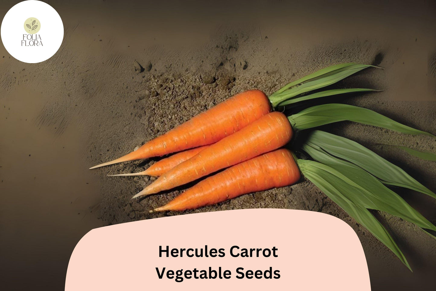 Hercules Carrot Seeds | Heirloom Root Vegetable, Short Thick Roots, Sweet Flavor, Daucus carota subsp. sativus