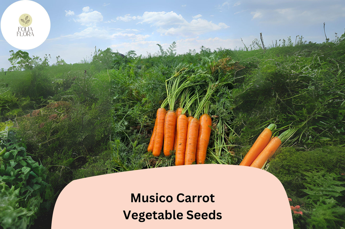 Musico Carrot Seeds, 1000+ Pack, Sweet Crisp Root Vegetable, Daucus carota subsp. sativus