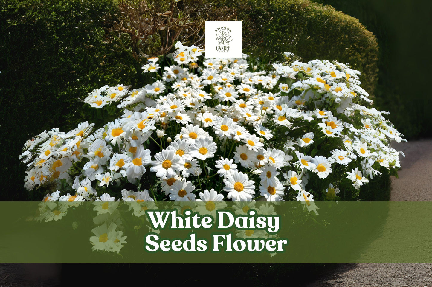 White Daisy Seeds – Shasta Daisy (Leucanthemum × superbum) – Perennial Flower Seeds for Borders, Cut Flowers & Pollinator Gardens