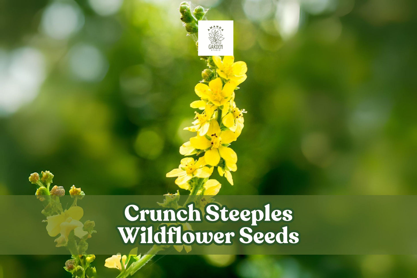 Wildflower Seeds – Agrimonia eupatoria – Yellow Perennial for Meadows & Wildlife Gardens – Drought & Deer Resistant