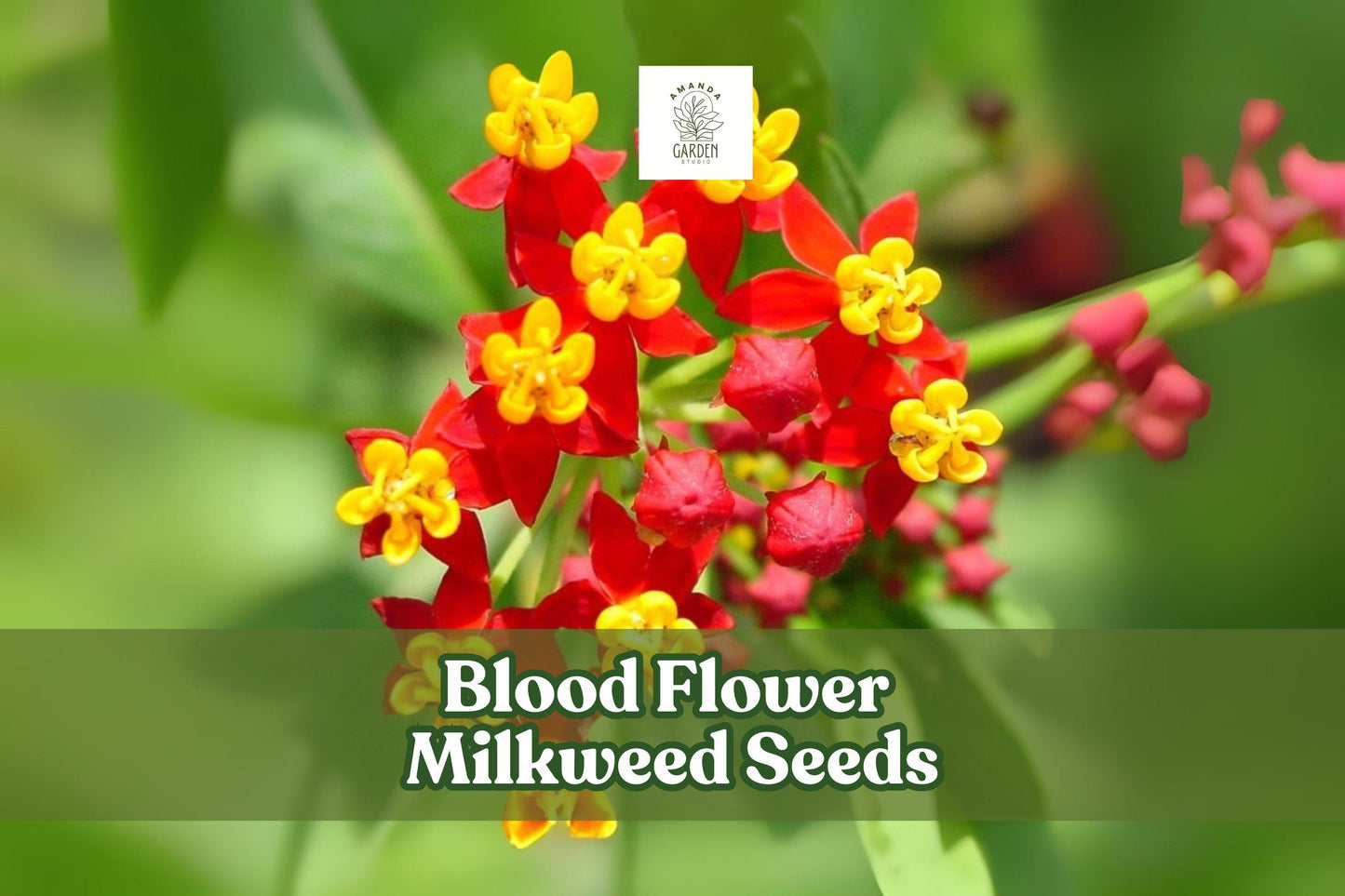 Blood Flower Milkweed Seeds – Asclepias curassavica – Vibrant Red & Orange Butterfly Host Plant for Pollinators