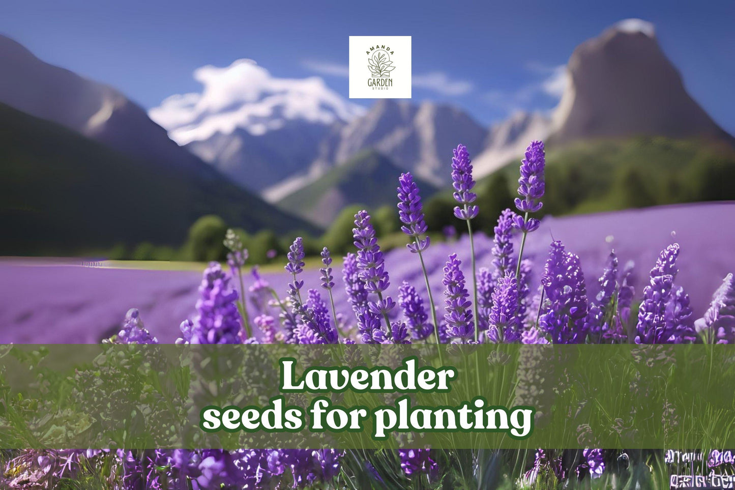 500 English Lavender Seeds – Fragrant Herb & Flower for Garden, Landscaping, Dried Flowers – Lavandula angustifolia