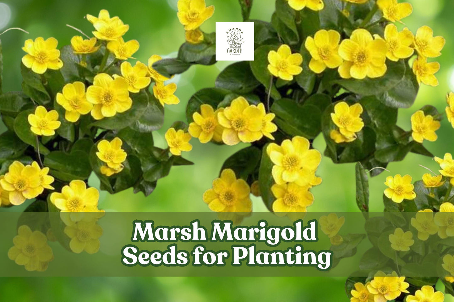 50 Marsh Marigold Seeds – Caltha palustris, Yellow Bloom, Wetland & Pond Garden Perennial, Moist Soil, Hardy, Open-Pollinated