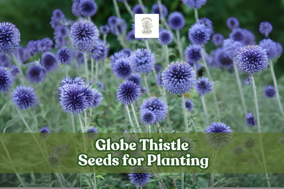 30 Globe Thistle Seeds – Blue Echinops ritro Perennial for Pollinator Gardens, Drought Tolerant, Dried Flowers