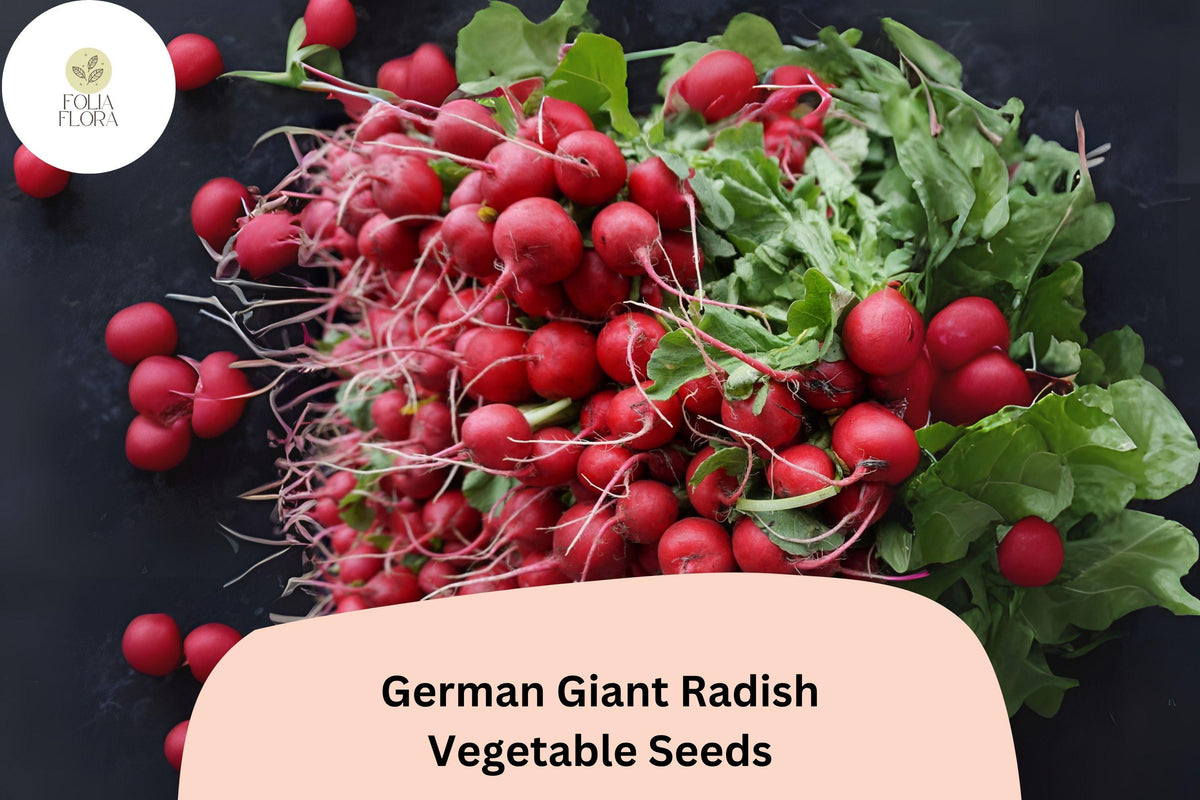 German Giant Radish Seeds | Heirloom Raphanus sativus for Large, Crisp Roots | Cool-Season Garden Planting