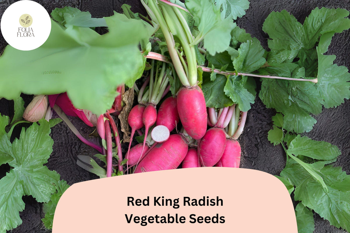 Red King Radish Seeds – Large, Crisp, Flavorful Raphanus sativus ‘Red King’ for Salad, Pickling & Garnishes