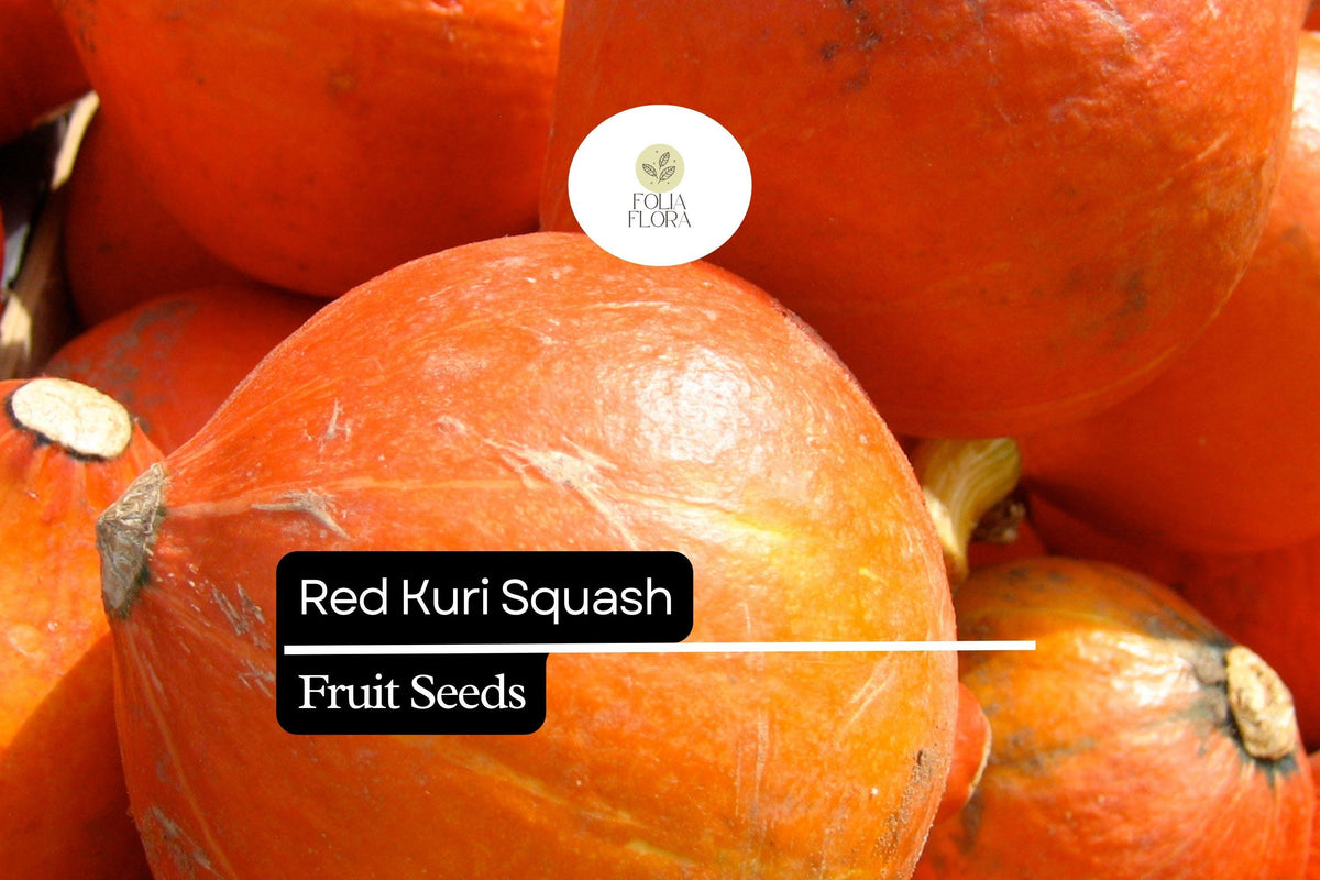 Red Kuri Squash Seeds | Heirloom Winter Squash | Cucurbita maxima | Reddish-Orange Skin, Nutty Flavor
