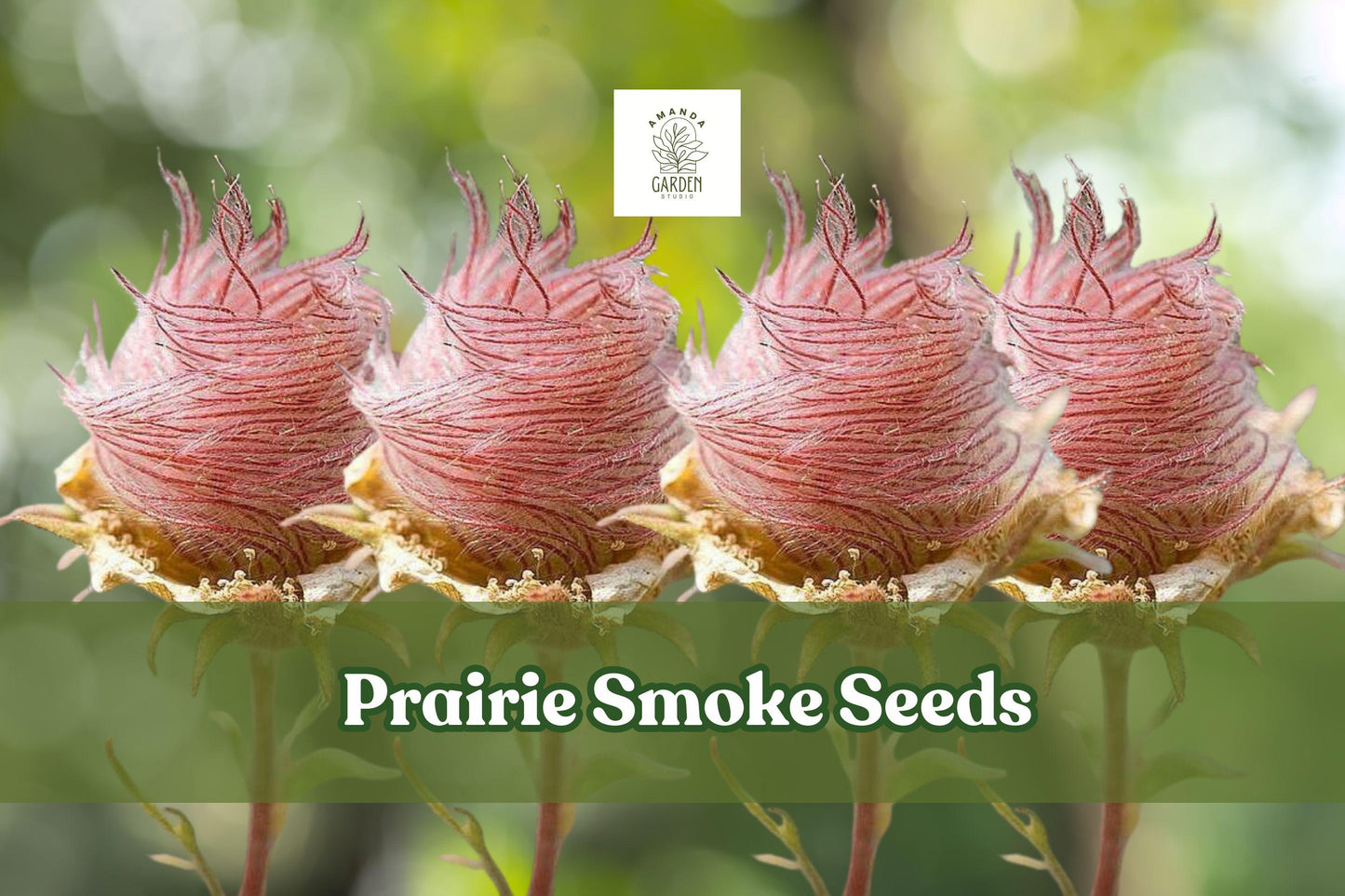 Prairie Smoke Seeds – Native Pink Wildflower for Pollinator Gardens, Drought-Tolerant Perennial, Geum triflorum, 25 Seeds