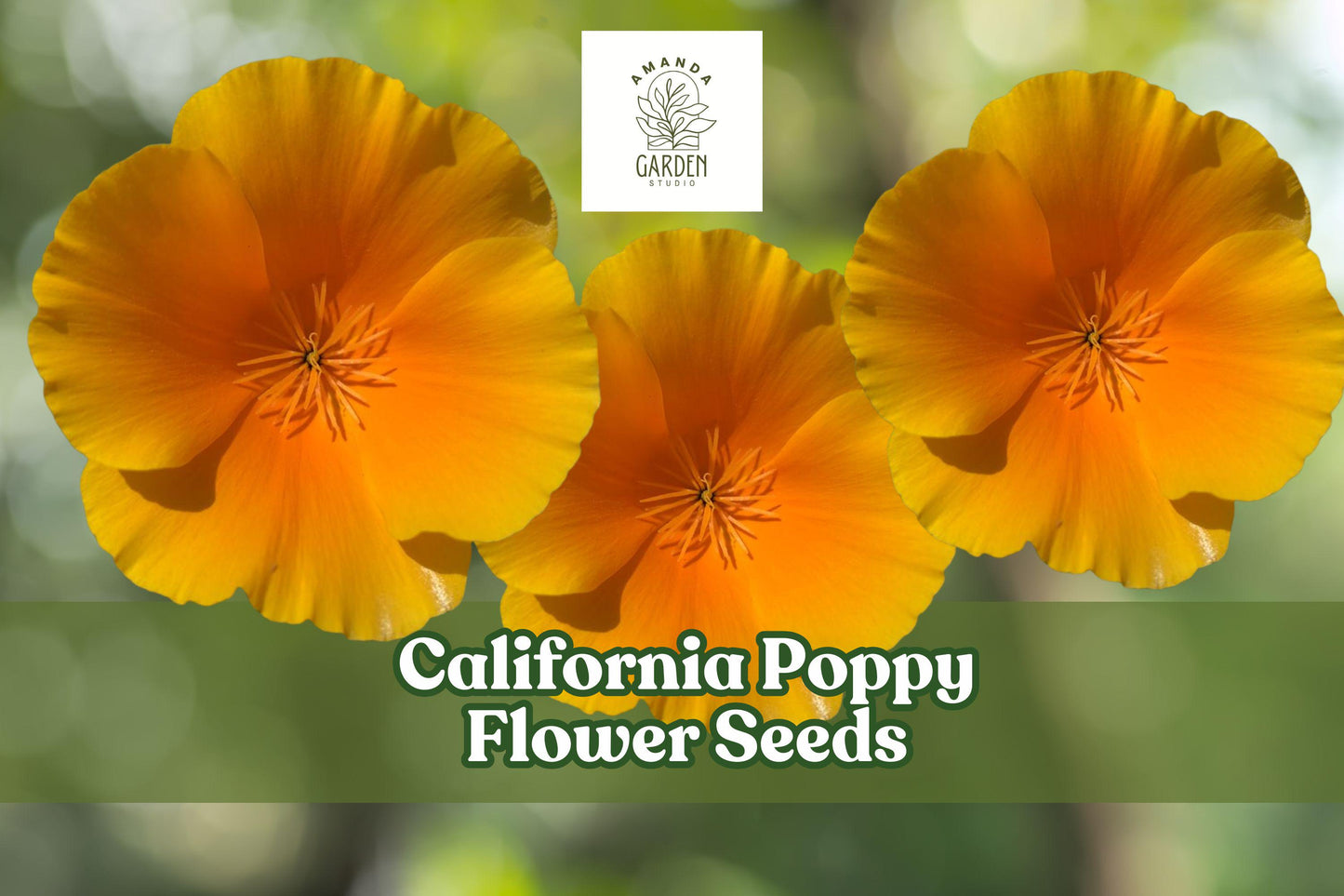 California Poppy Seeds – 5,000 Bright Orange Wildflower Seeds for Pollinator Gardens – Drought-Tolerant Annual Eschscholzia californica