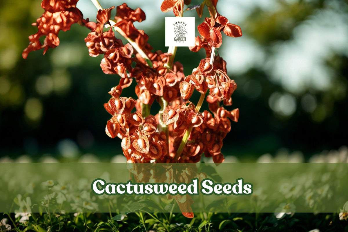 Cactusweed Seeds – Rumex crispus Curly Dock Perennial Herb for Gardens & Wildlife Areas, Drought-Tolerant, Low-Maintenance, 50 Seeds