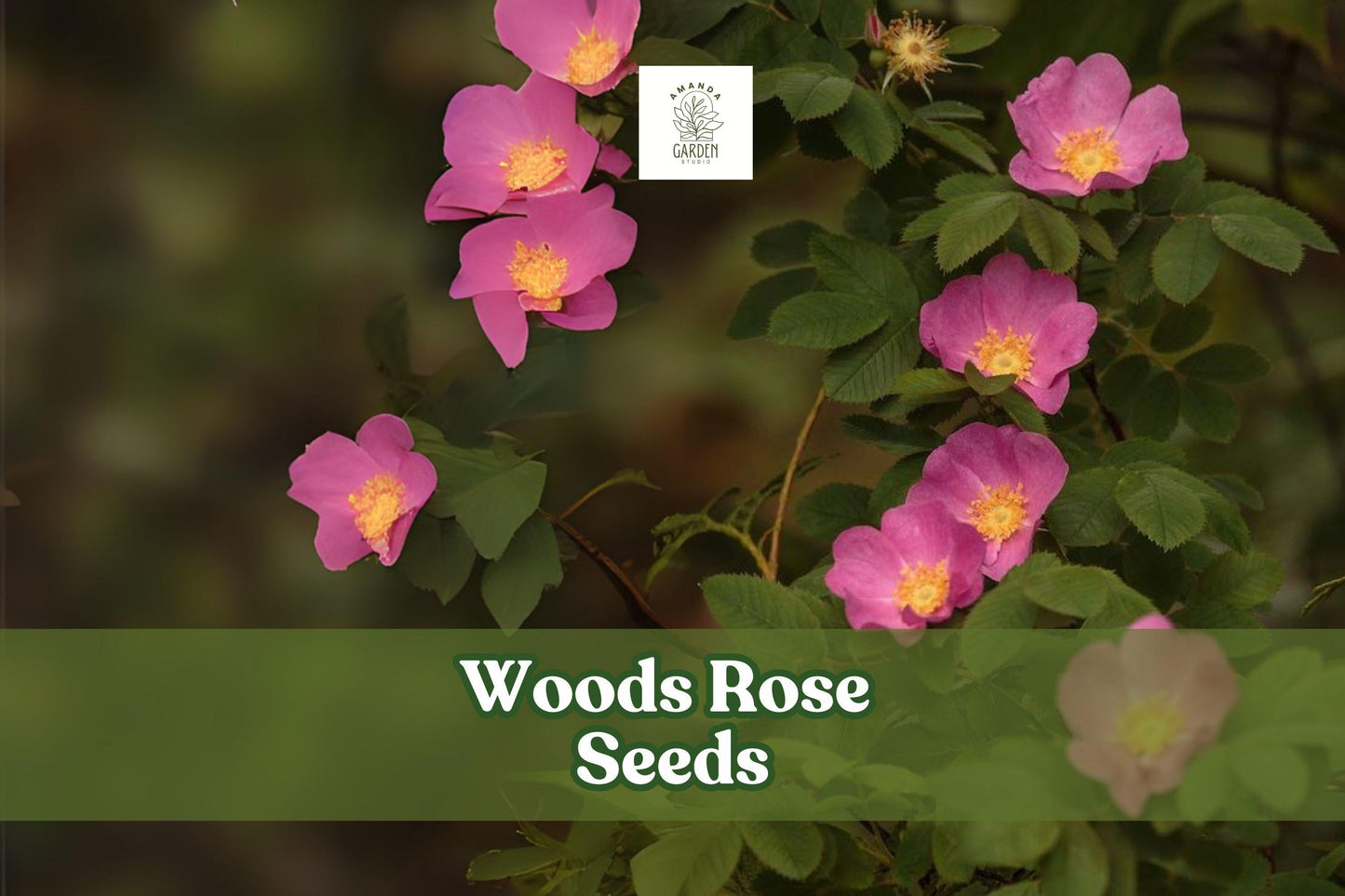 50 Woods Rose Seeds – Rosa woodsii Wild Rose Perennial Shrub with Pink Blooms for Gardens, Wildlife & Native Plantings