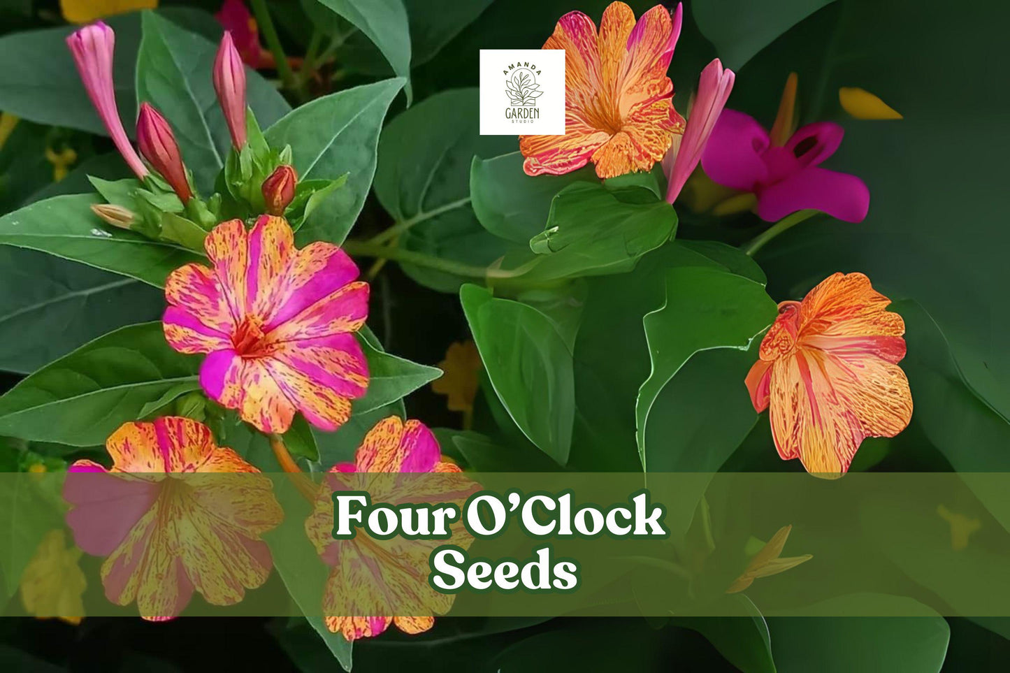 Four O’Clock Seeds – Mirabilis jalapa, Fragrant Evening Blooms, Mixed Colors, Bushy Annual Flower for Borders & Containers