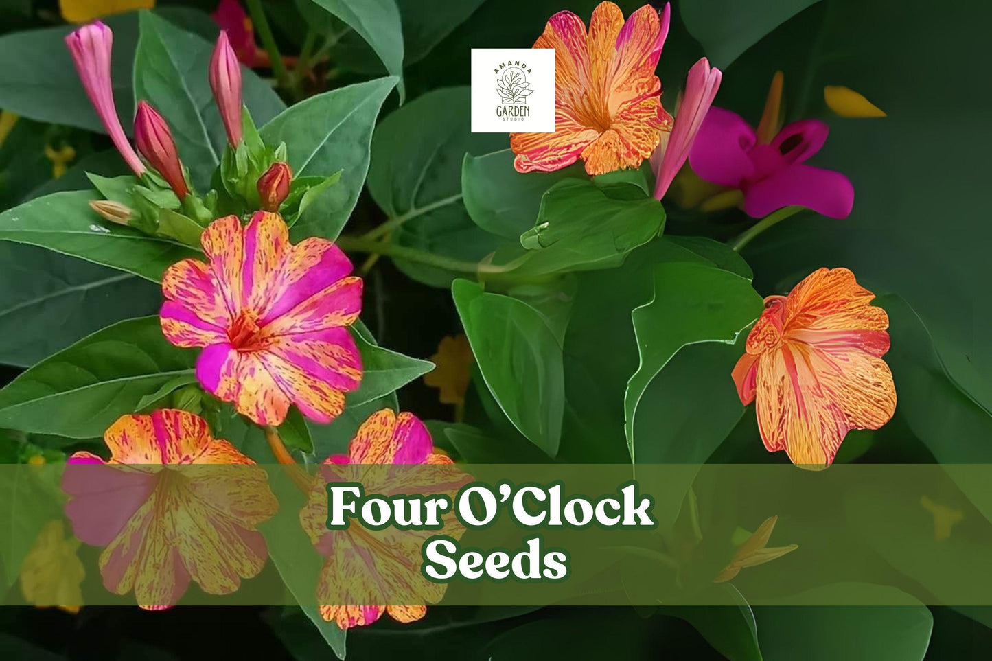 Four O’Clock Seeds – Mirabilis jalapa, Fragrant Evening Blooms, Vibrant Mixed Colors, Butterfly & Hummingbird Attractant