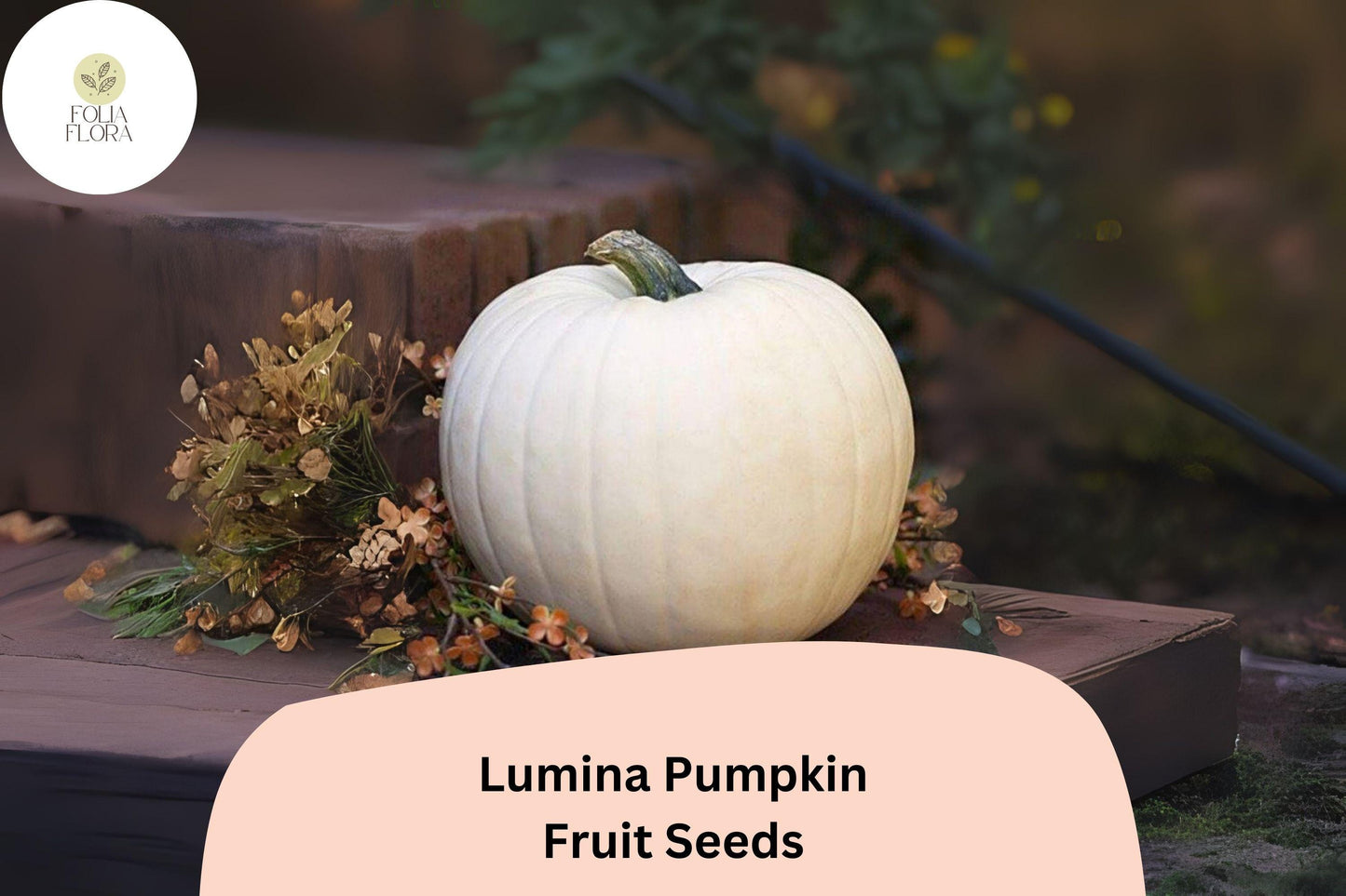 Lumina Pumpkin Seeds, White Heirloom Variety for Fall Decor, Cucurbita maxima, 25+ Seeds