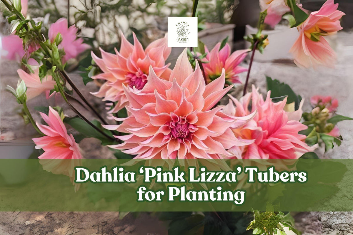 Pink Lizza Dahlia Tubers – Large Bright Pink Blooms, Tuberous Perennial for Borders, Flower Beds & Cutting Gardens