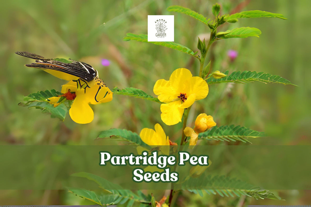 Partridge Pea Seeds – Native Wildflower, Yellow Blooms, Pollinator Plant, Chamaecrista fasciculata, Drought-Tolerant, Prairie & Meadow