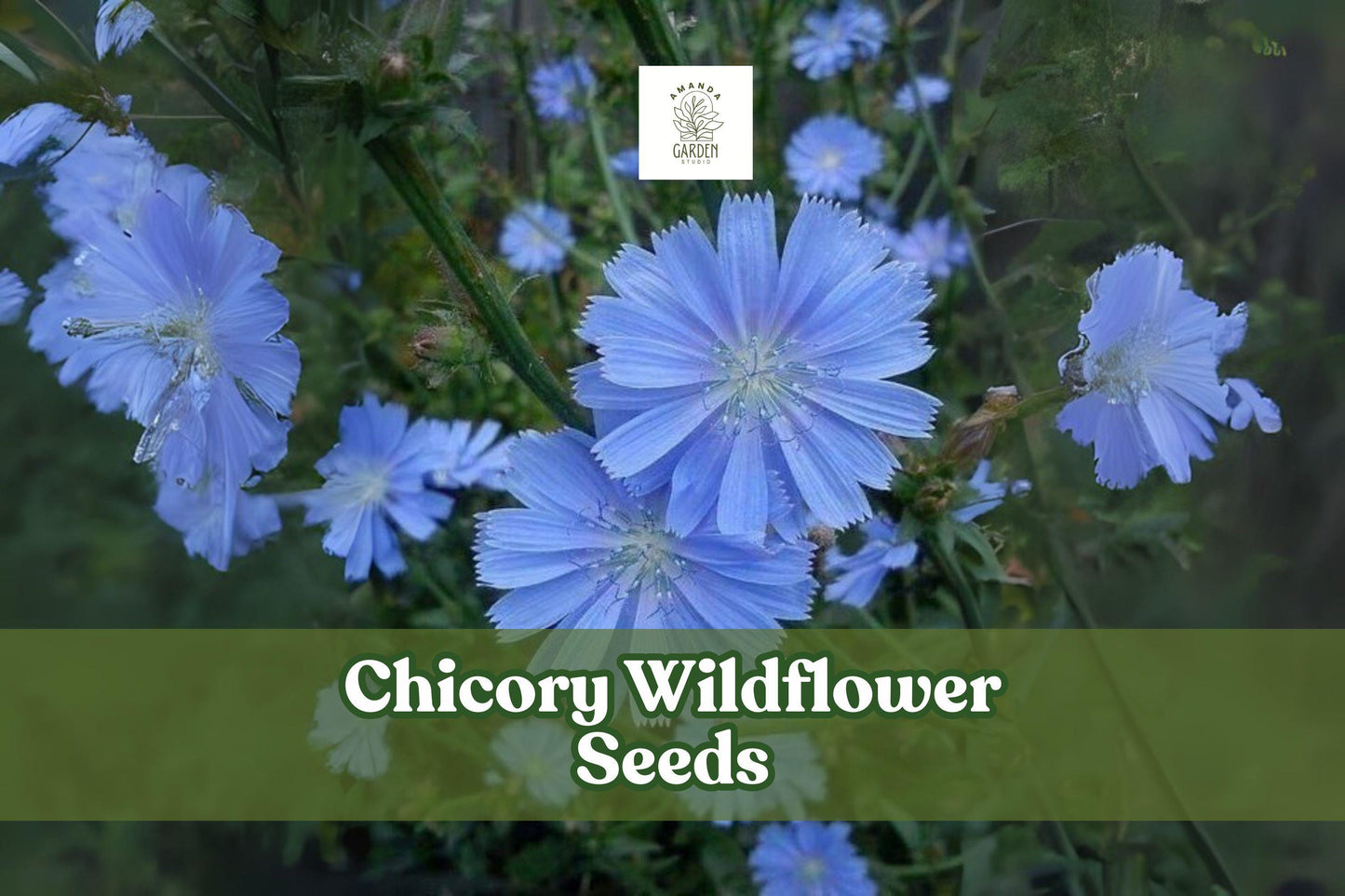 Chicory Wildflower Seeds – 5,000 Blue Cichorium intybus Perennial Pollinator Garden Seeds