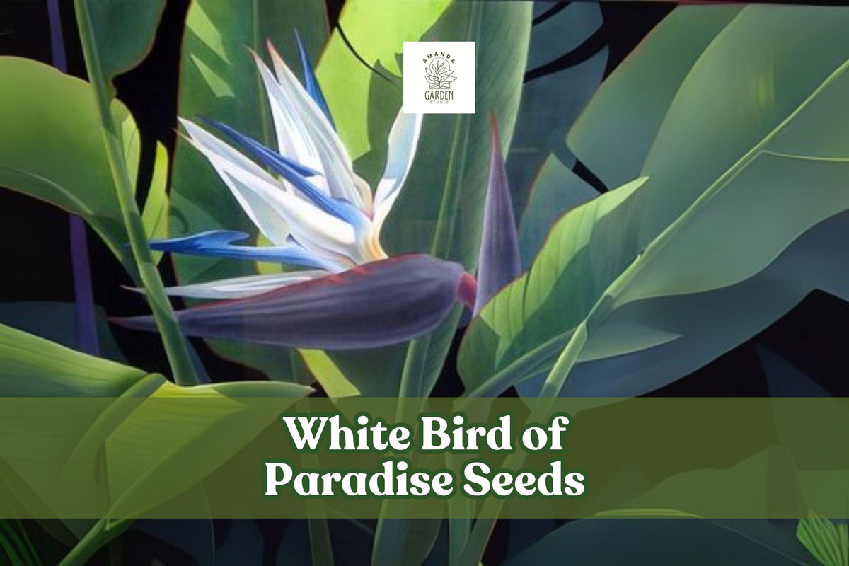 White Bird of Paradise Seeds – Strelitzia nicolai – Tropical Indoor Plant or Garden Wildflower Seeds, 1,000 Chicory Blue Blooms