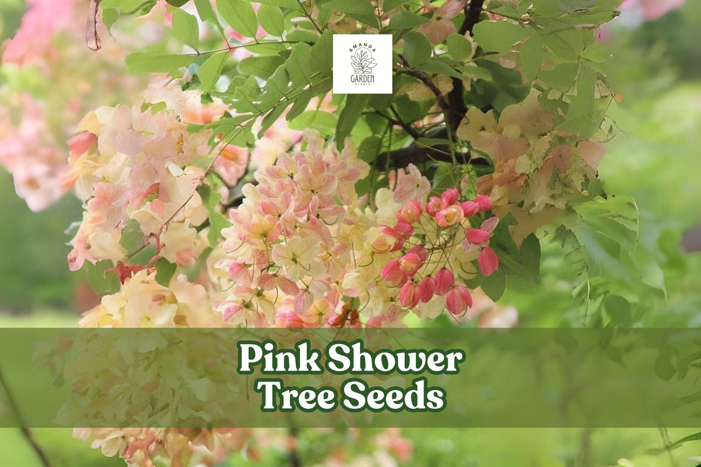 Pink Shower Tree Seeds, Cassia grandis, Tropical Ornamental Tree for Bees & Butterflies, Pink Blossoms