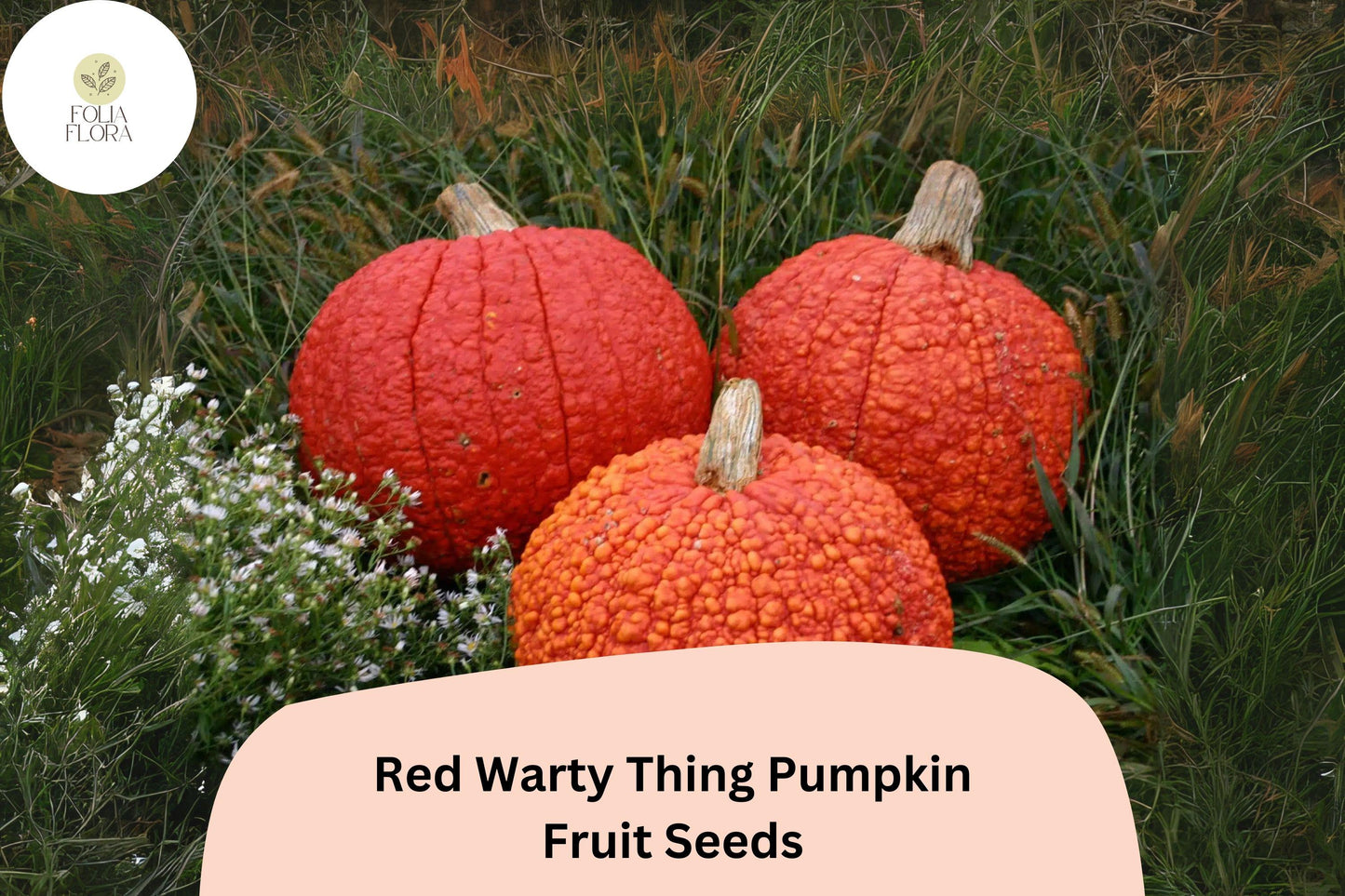 Red Warty Thing Pumpkin Seeds – Heirloom Bumpy Cucurbita maxima for Cooking & Decoration, 25+ Seeds