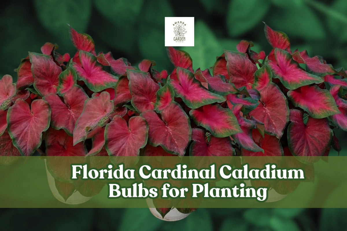 Florida Cardinal Caladium Bulbs 6-Pack | Red & Green Foliage | Tropical Ornamental Tubers | Caladium bicolor