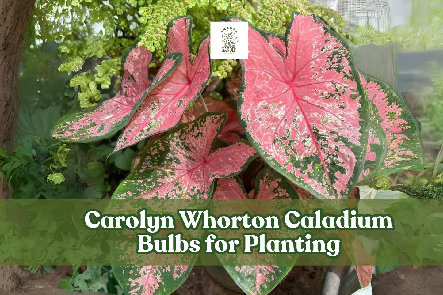 Caladium Bulbs 2 Pack | Pink & Green Foliage for Shady Gardens & Containers | Caladium bicolor