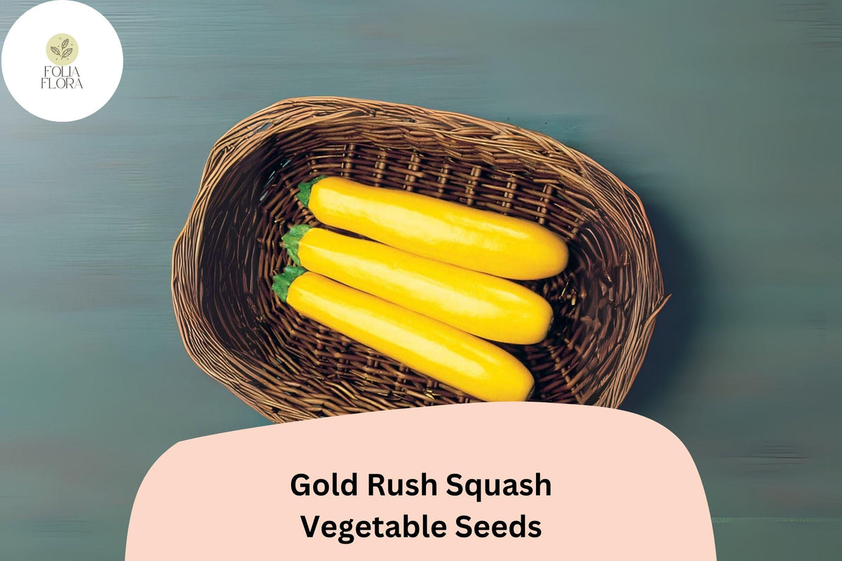 Gold Rush Zucchini Seeds, High-Yield Cucurbita pepo Hybrid, Bright Yellow Summer Squash for Sautéing & Grilling