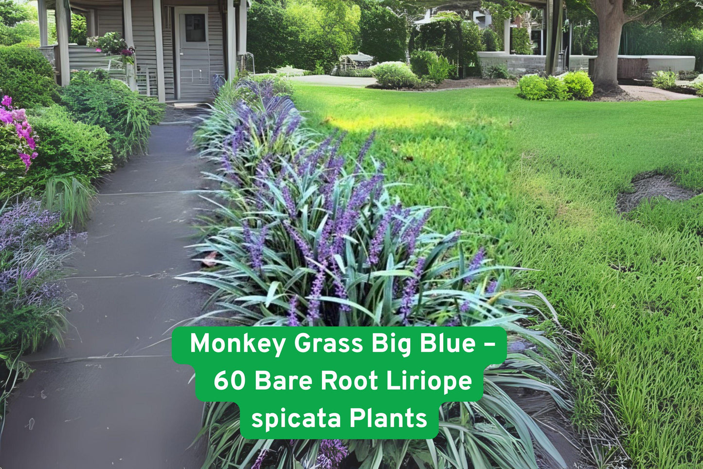 60 Big Blue Monkey Grass Plants - Clumping Liriope Spicata Ground Cover for Landscaping, Border, and Edging