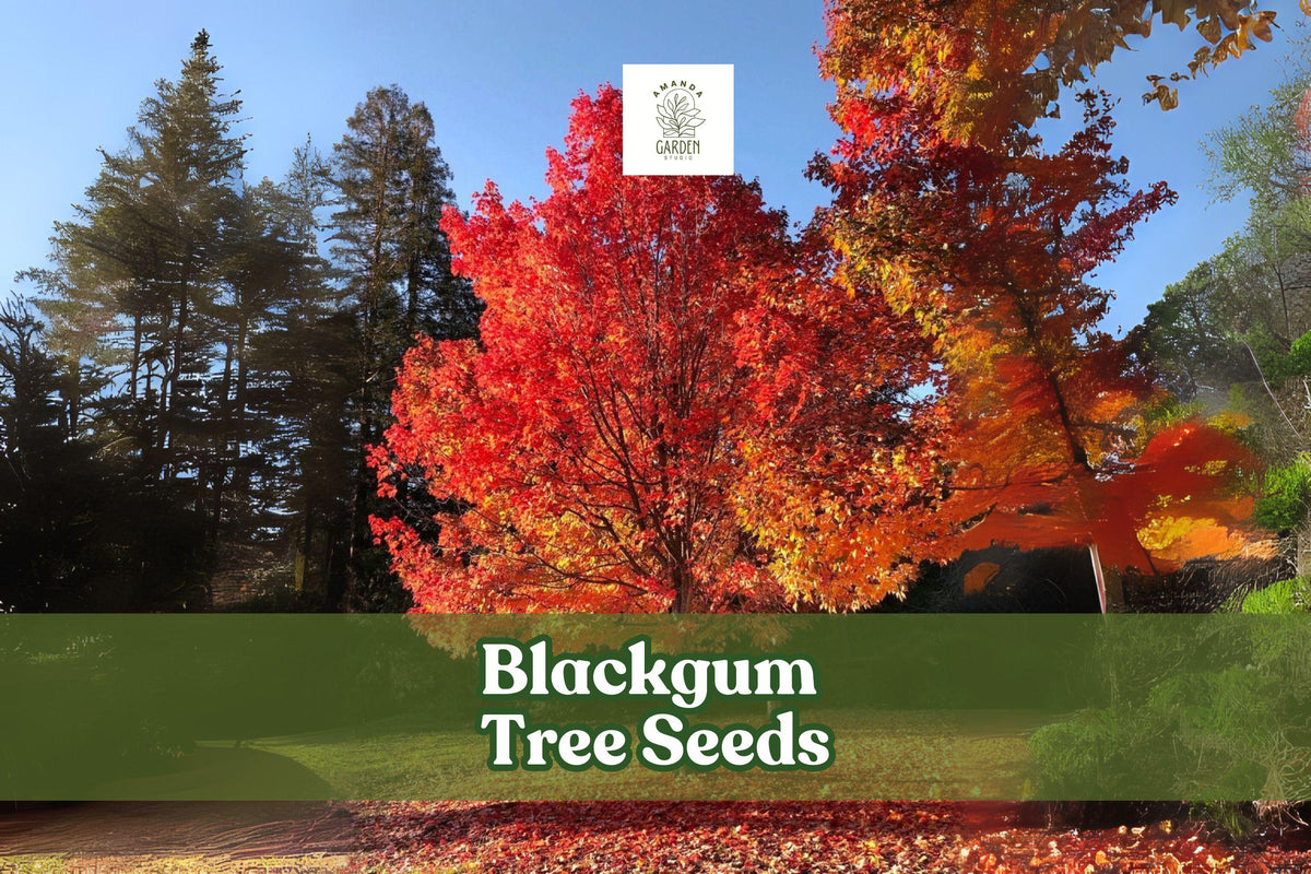 Blackgum Tree Seeds - Nyssa sylvatica, Fall Foliage, Ornamental Shade Tree, Native North American, Drought Tolerant