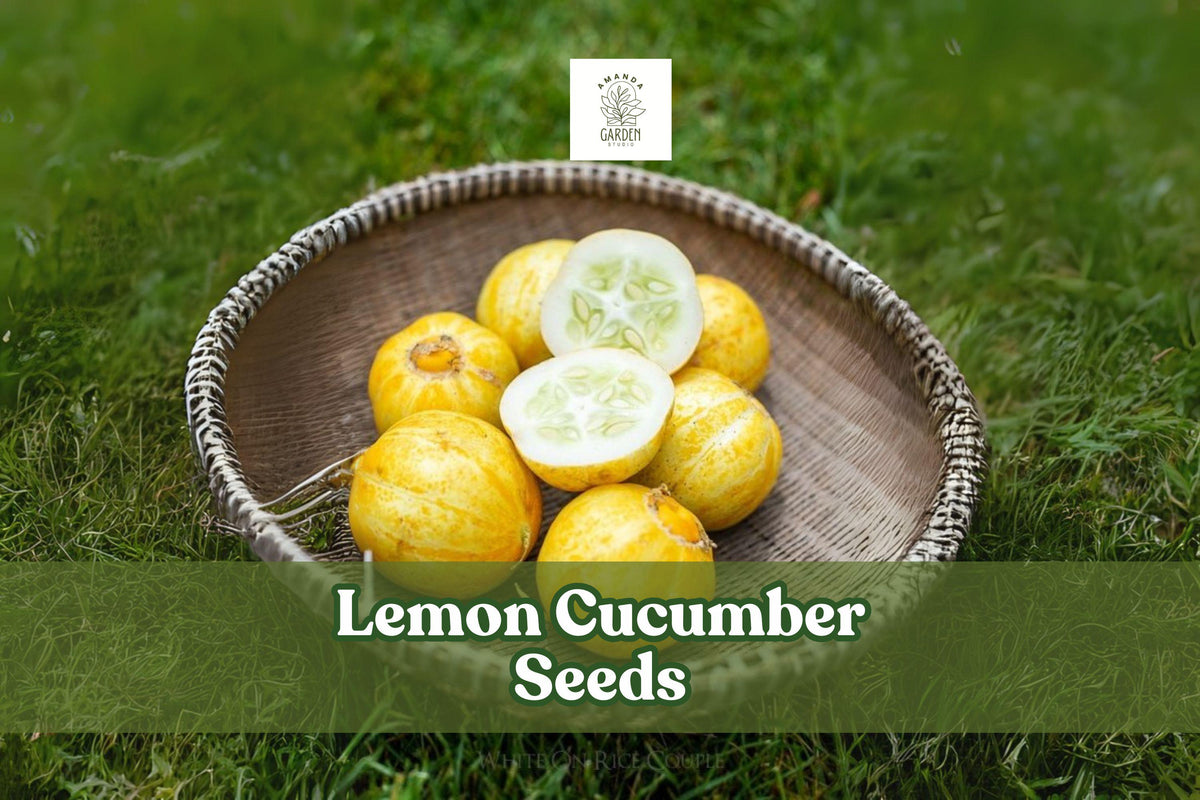 Lemon Cucumber Seeds – Heirloom Round Yellow Cucumbers for Garden, Salad & Pickling – Cucumis sativus var. melo